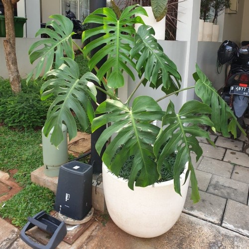 Detail Tanaman Dalam Pot Nomer 22