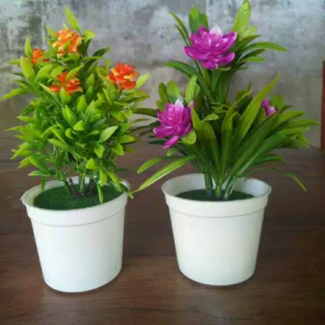 Detail Tanaman Dalam Pot Nomer 24