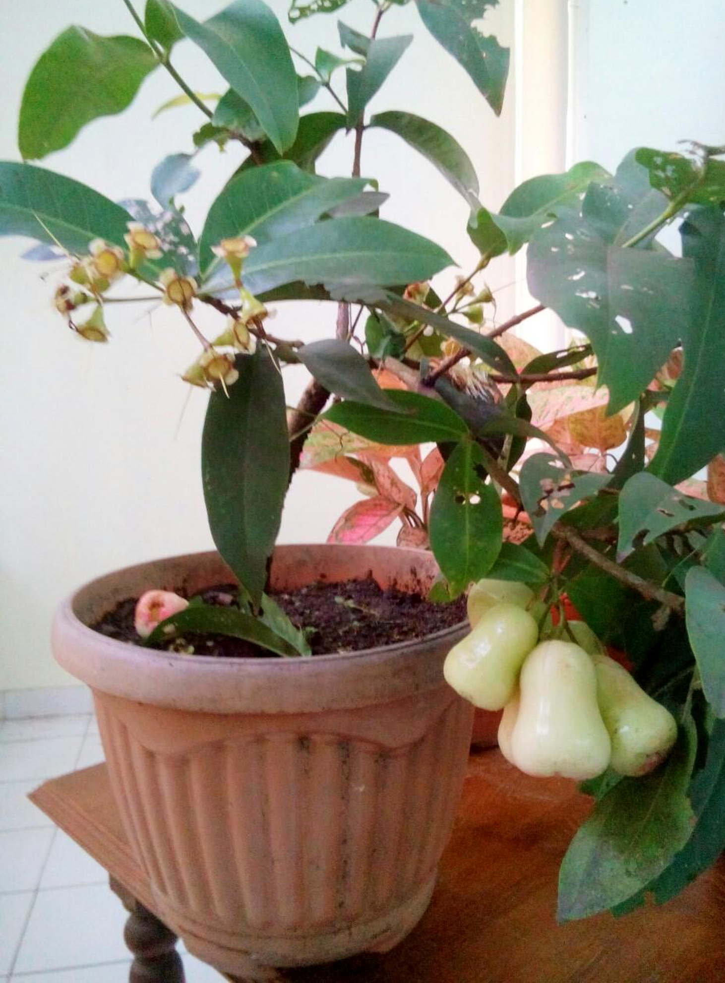 Detail Tanaman Dalam Pot Nomer 27