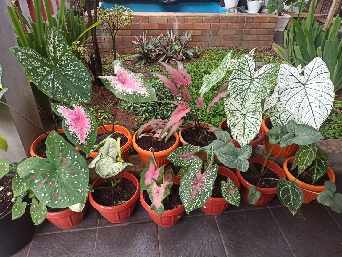 Detail Tanaman Dalam Pot Nomer 29
