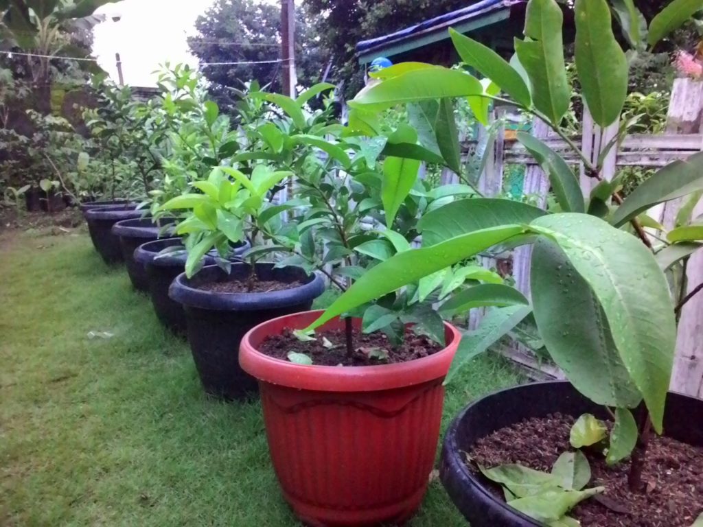 Detail Tanaman Dalam Pot Nomer 32