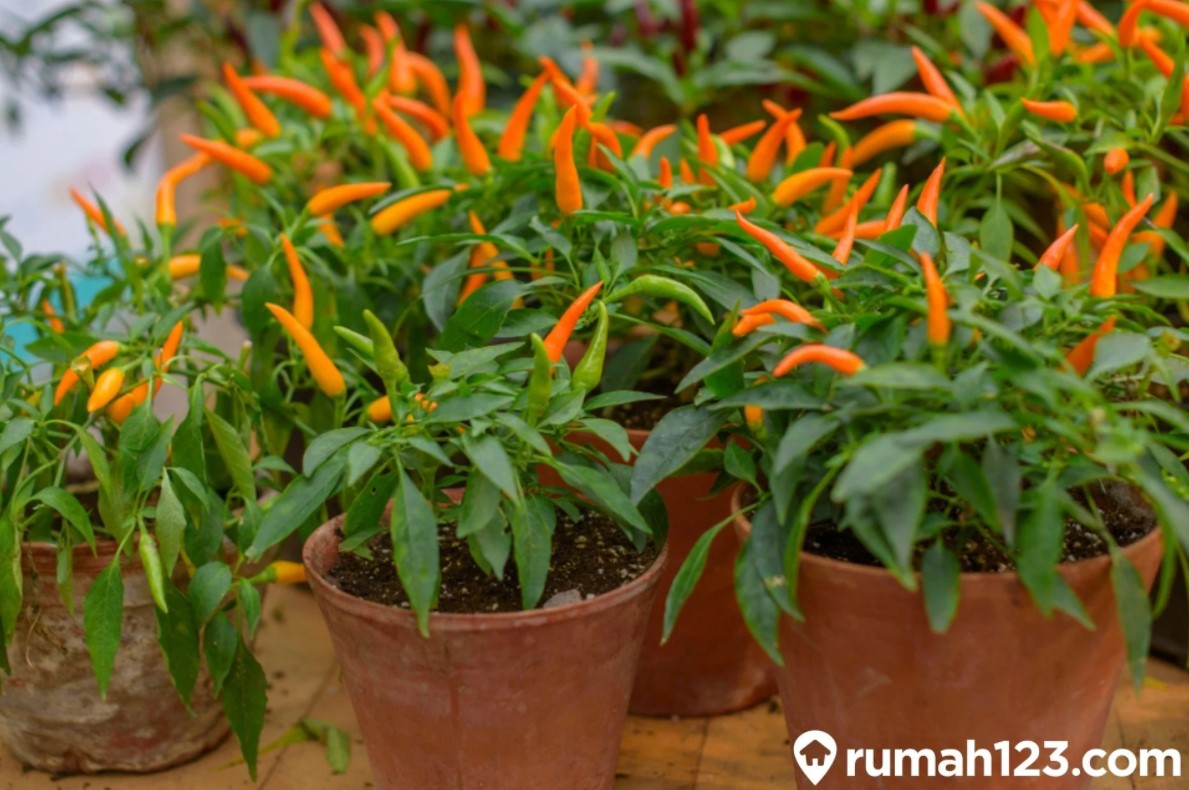 Detail Tanaman Dalam Pot Nomer 33