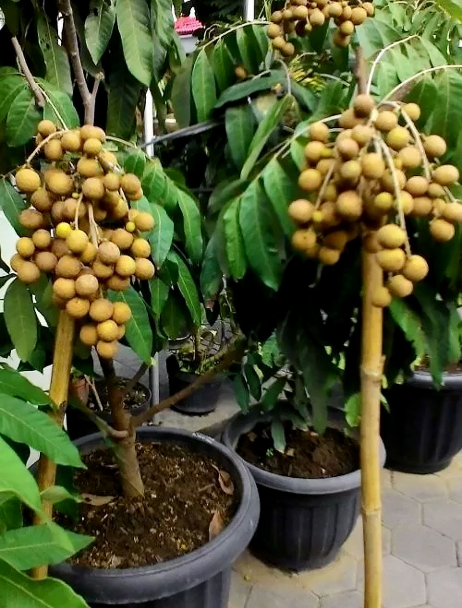 Detail Tanaman Dalam Pot Nomer 34