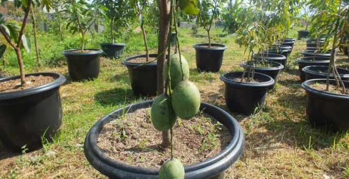 Detail Tanaman Dalam Pot Nomer 39