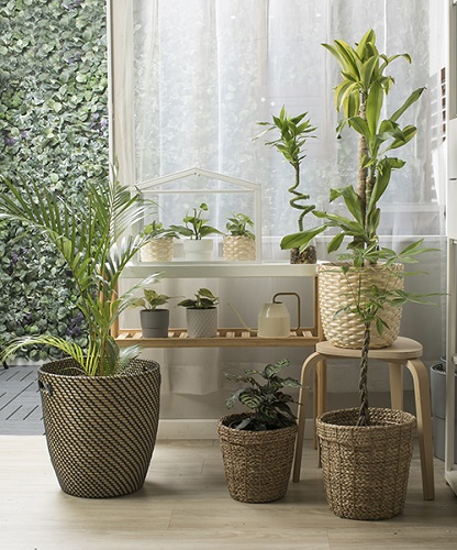 Detail Tanaman Dalam Pot Nomer 47