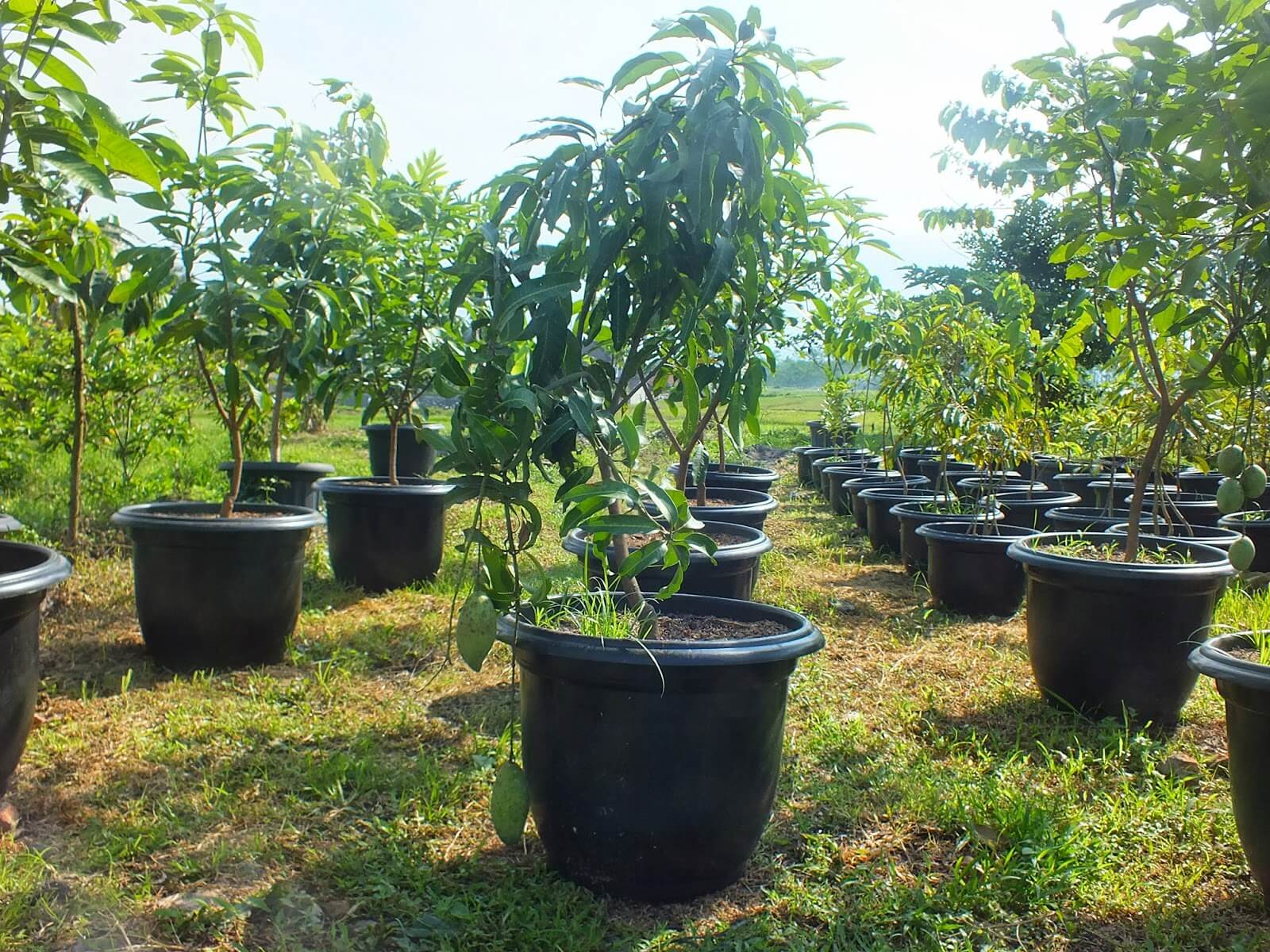 Detail Tanaman Dalam Pot Nomer 49