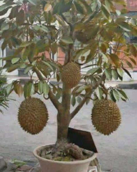 Detail Tanaman Dalam Pot Nomer 50