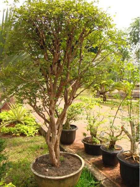 Detail Tanaman Dalam Pot Nomer 51