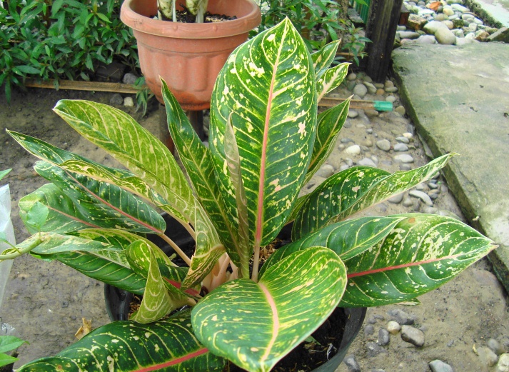 Detail Tanaman Dalam Pot Nomer 5