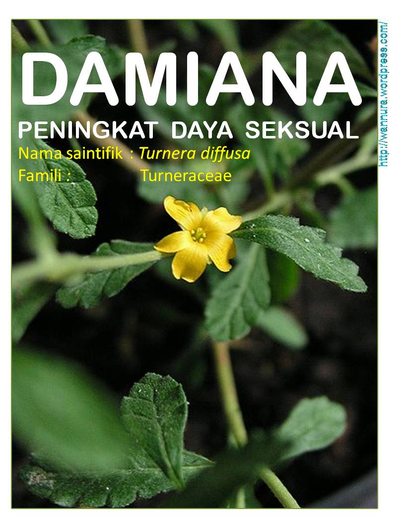 Detail Tanaman Damiana Di Indonesia Nomer 39