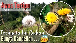 Download Tanaman Dandelion Di Indonesia Nomer 16