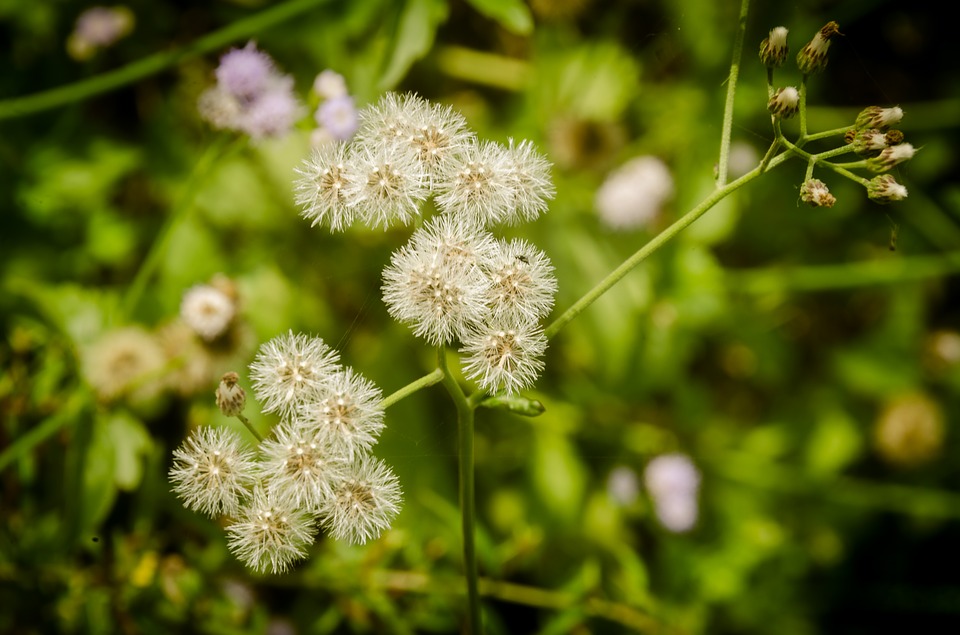 Detail Tanaman Dandelion Di Indonesia Nomer 26