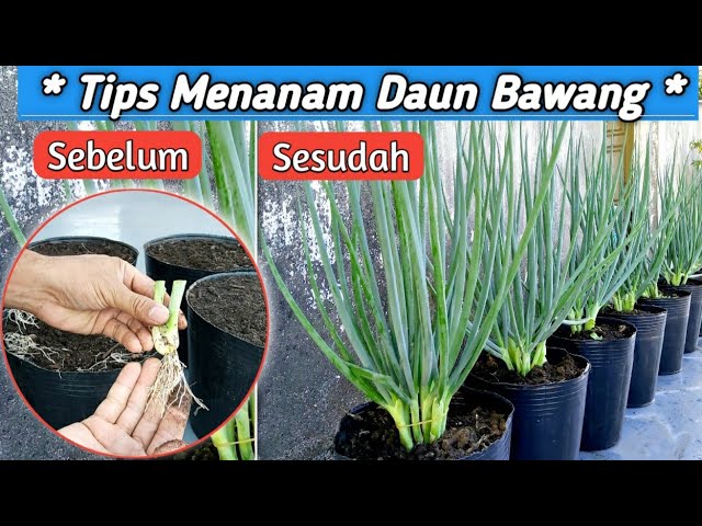 Detail Tanaman Daun Bawang Nomer 5