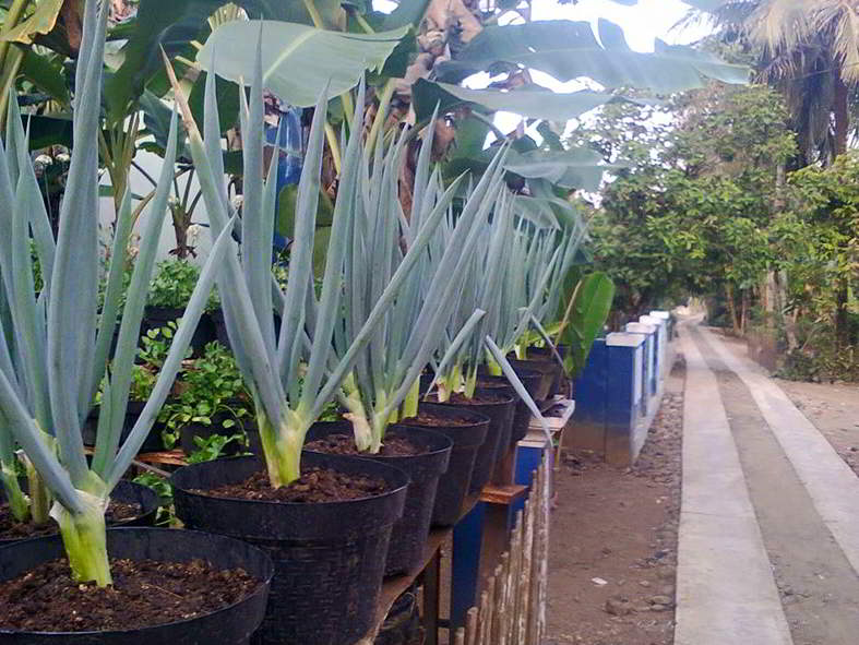 Detail Tanaman Daun Bawang Nomer 8