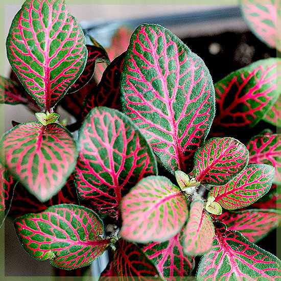 Detail Tanaman Daun Hijau Merah Nomer 10