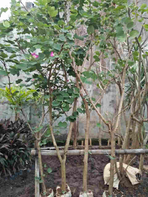 Detail Tanaman Daun Kupu Kupu Nomer 30