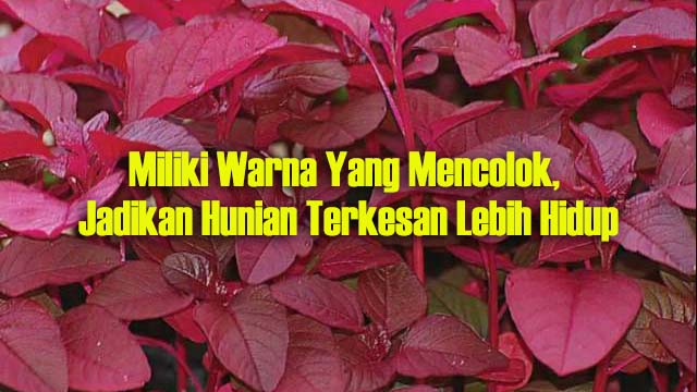 Detail Tanaman Daun Merah Nomer 35