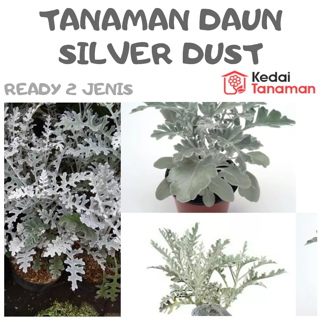 Detail Tanaman Daun Perak Nomer 19