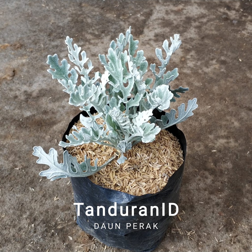 Detail Tanaman Daun Perak Nomer 20