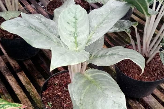 Detail Tanaman Daun Perak Nomer 32