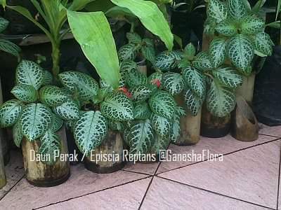 Detail Tanaman Daun Perak Nomer 33