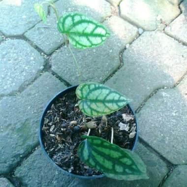 Detail Tanaman Daun Perak Nomer 35