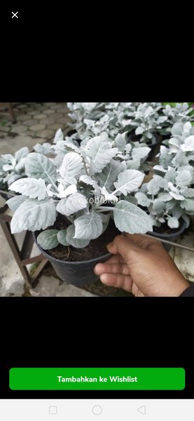 Detail Tanaman Daun Perak Nomer 42