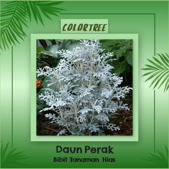 Detail Tanaman Daun Perak Nomer 47