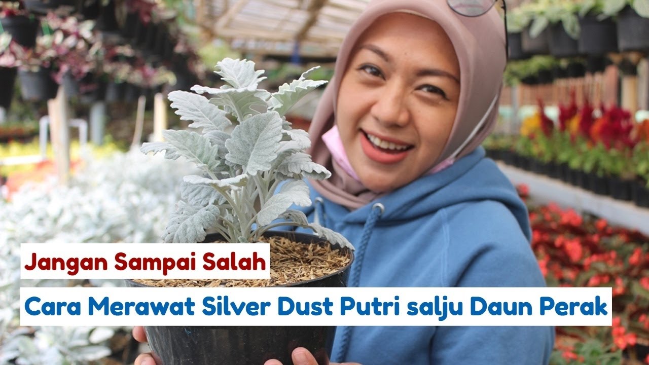 Detail Tanaman Daun Perak Nomer 48