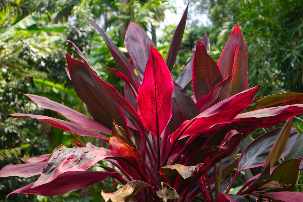 Detail Tanaman Daun Warna Merah Nomer 26