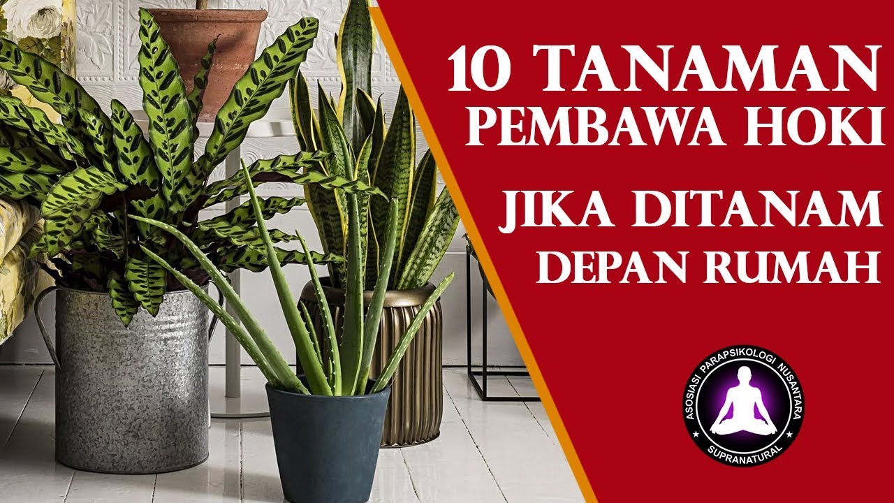 Tanaman Depan Rumah Menurut Primbon Jawa - KibrisPDR