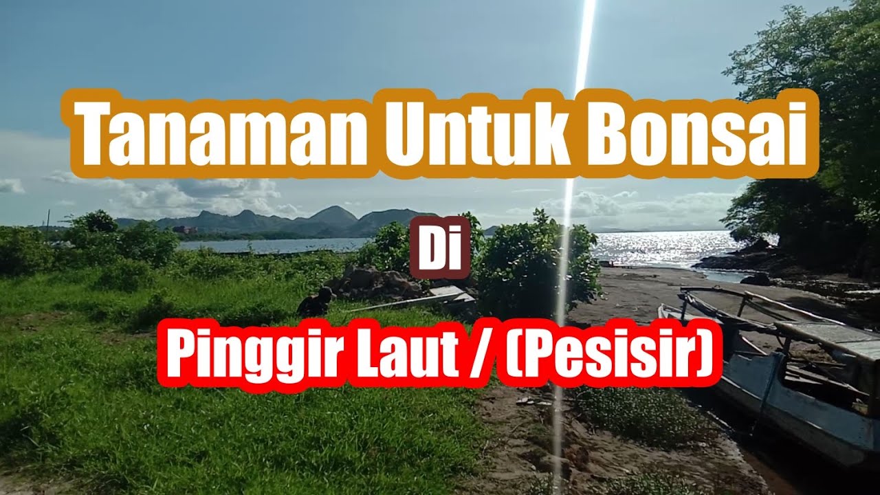 Detail Tanaman Di Pesisir Pantai Nomer 37