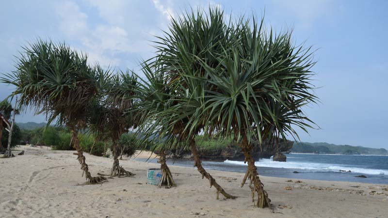 Detail Tanaman Di Pesisir Pantai Nomer 10