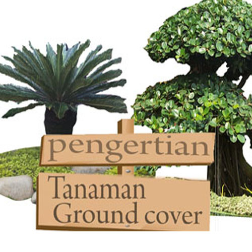 Detail Tanaman Ground Cover Nomer 11