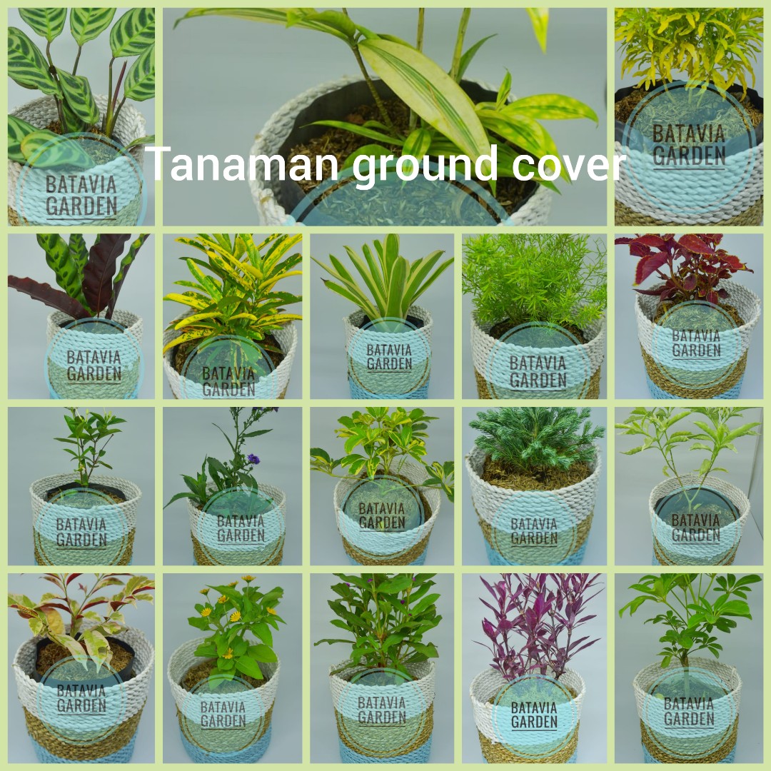 Detail Tanaman Ground Cover Nomer 22