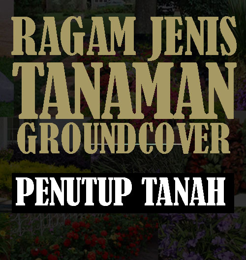 Detail Tanaman Ground Cover Nomer 39