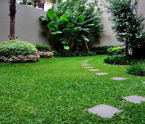 Detail Tanaman Ground Cover Nomer 8