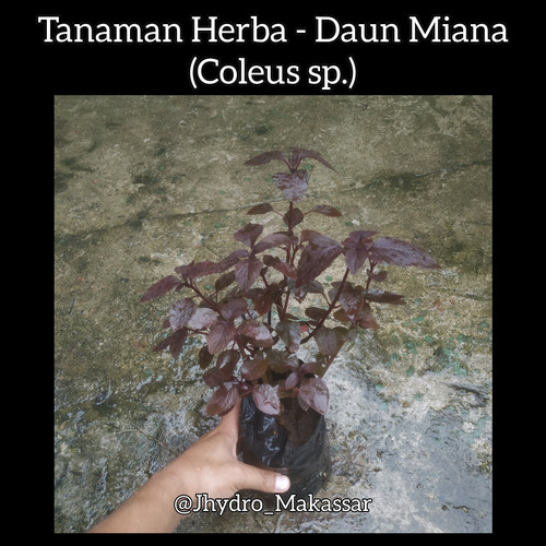 Detail Tanaman Herba Adalah Nomer 40