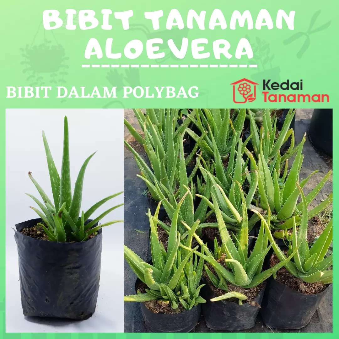 Detail Tanaman Herbal Lidah Buaya Nomer 35