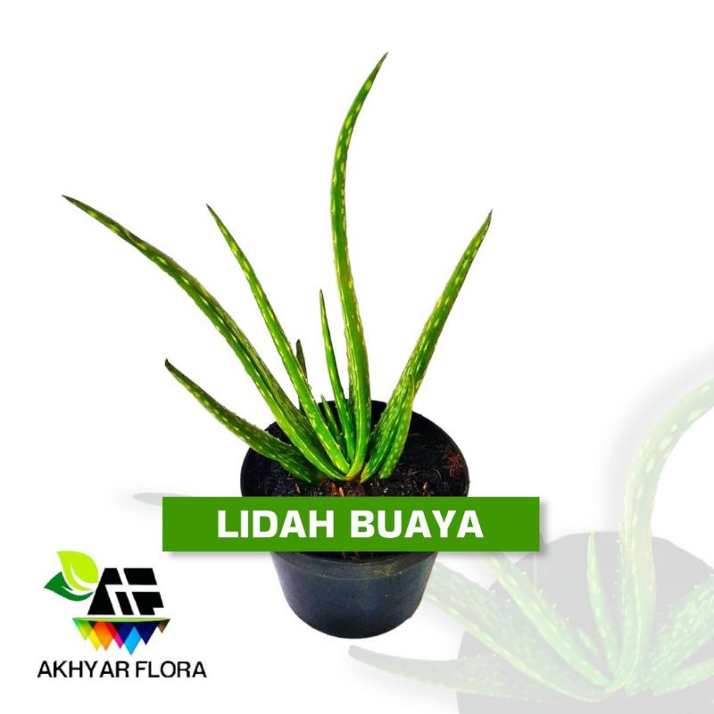 Detail Tanaman Herbal Lidah Buaya Nomer 49