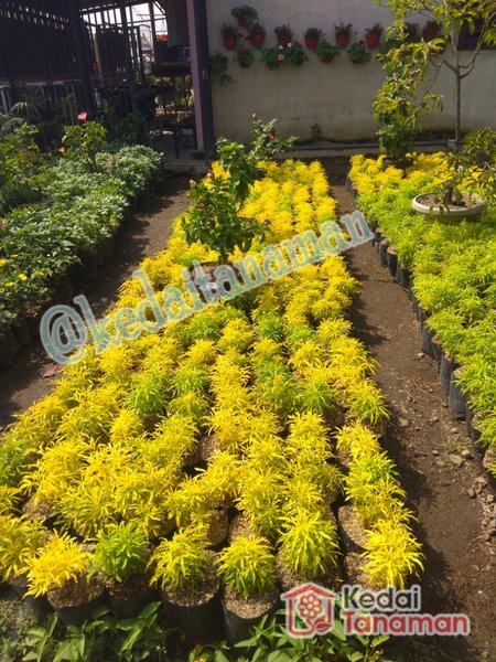 Detail Tanaman Hias Berdaun Kuning Nomer 23