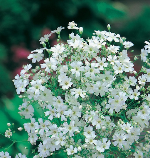 Detail Tanaman Hias Bunga Putih Kecil Nomer 16