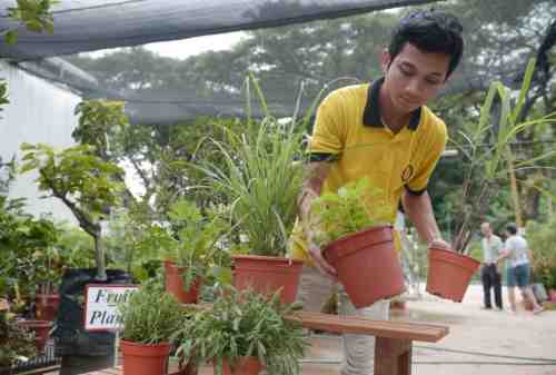 Detail Tanaman Hias Dalam Rumah Pengusir Nyamuk Nomer 37