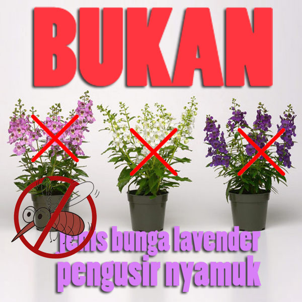 Detail Tanaman Hias Dalam Rumah Pengusir Nyamuk Nomer 44