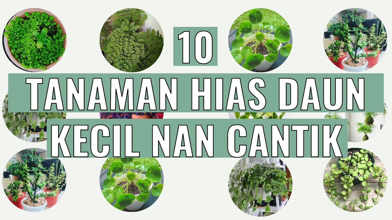 Detail Tanaman Hias Daun Kecil Nomer 4