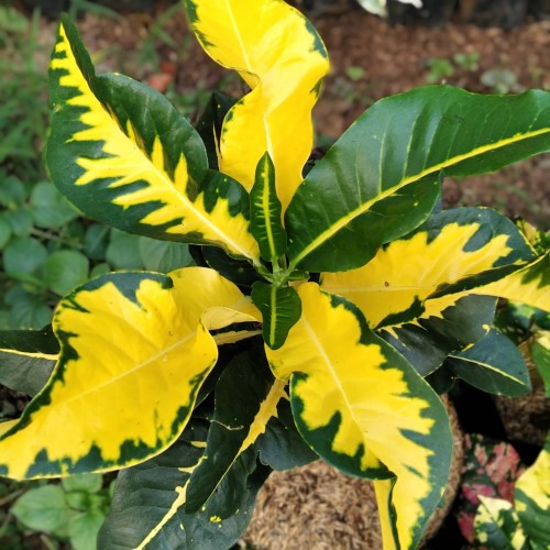 Detail Tanaman Hias Daun Kuning Nomer 10