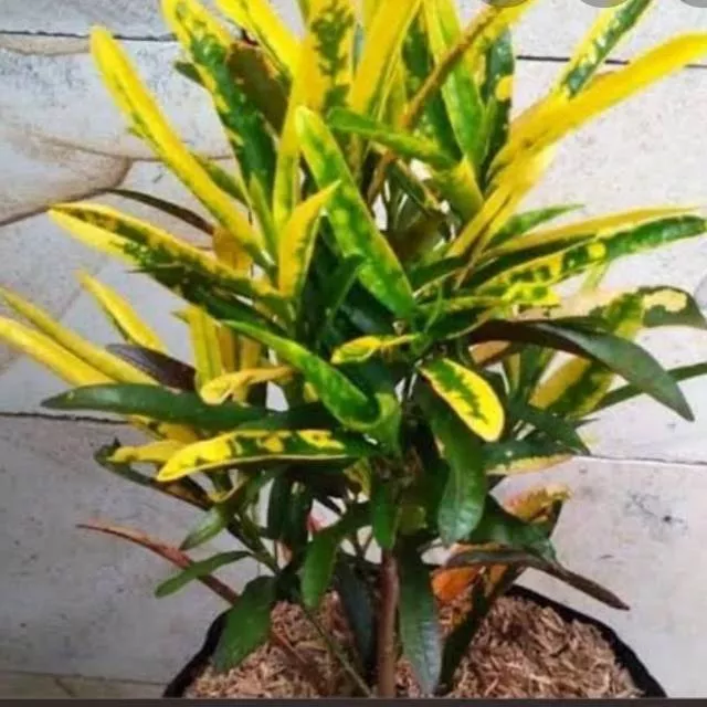 Detail Tanaman Hias Daun Kuning Nomer 13