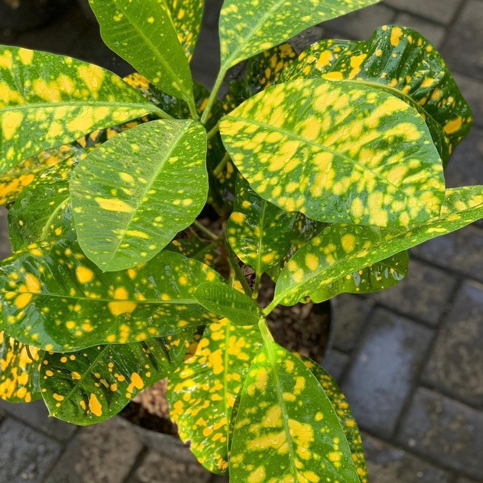 Detail Tanaman Hias Daun Kuning Nomer 22