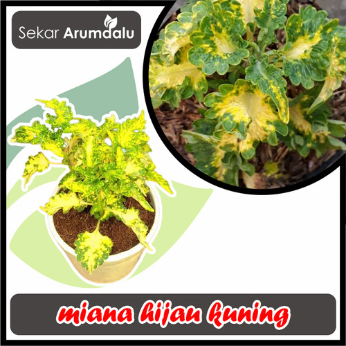 Detail Tanaman Hias Daun Kuning Nomer 49