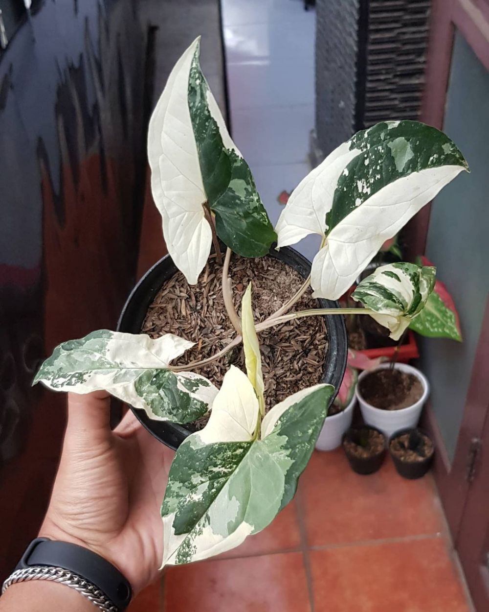 Detail Tanaman Hias Daun Putih Nomer 24